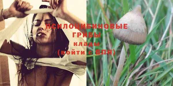 прущие грибы Богданович
